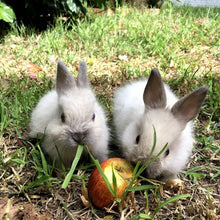 BUN STUDS